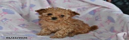Toy Poodle dogs for sale: Rosie - Ad 2