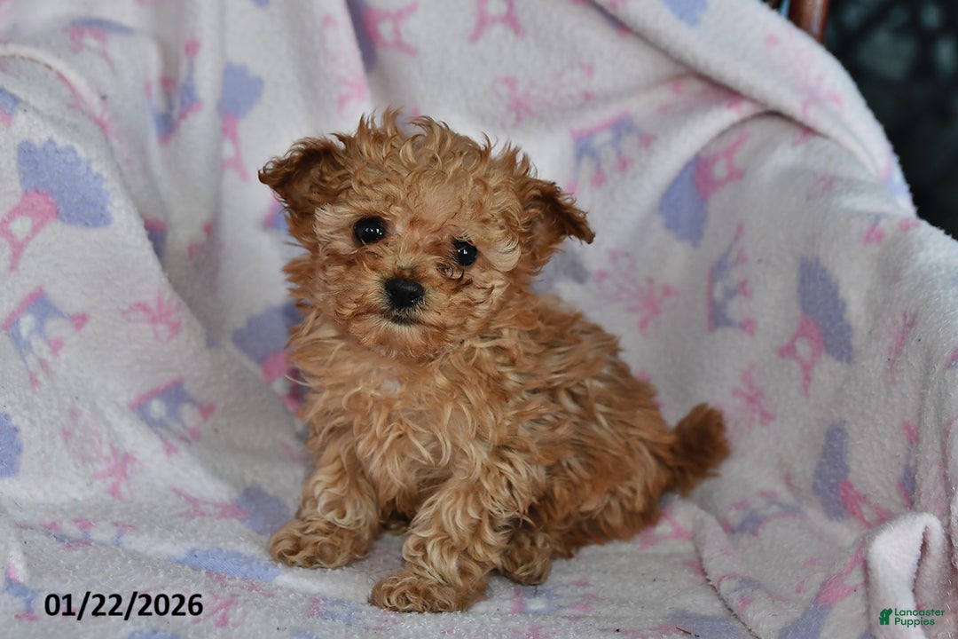 Toy Poodle dogs for sale: Rosie - Ad 2