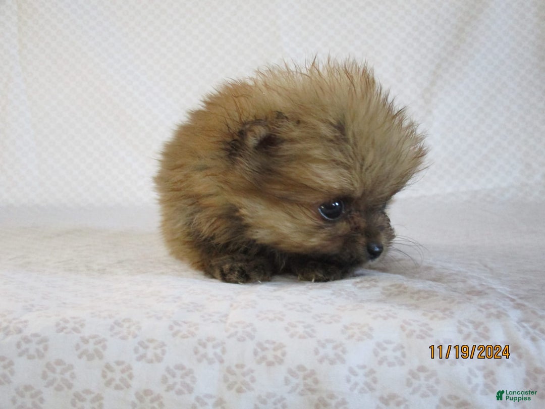 Gallery Image {{count}}