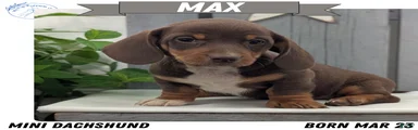 Max