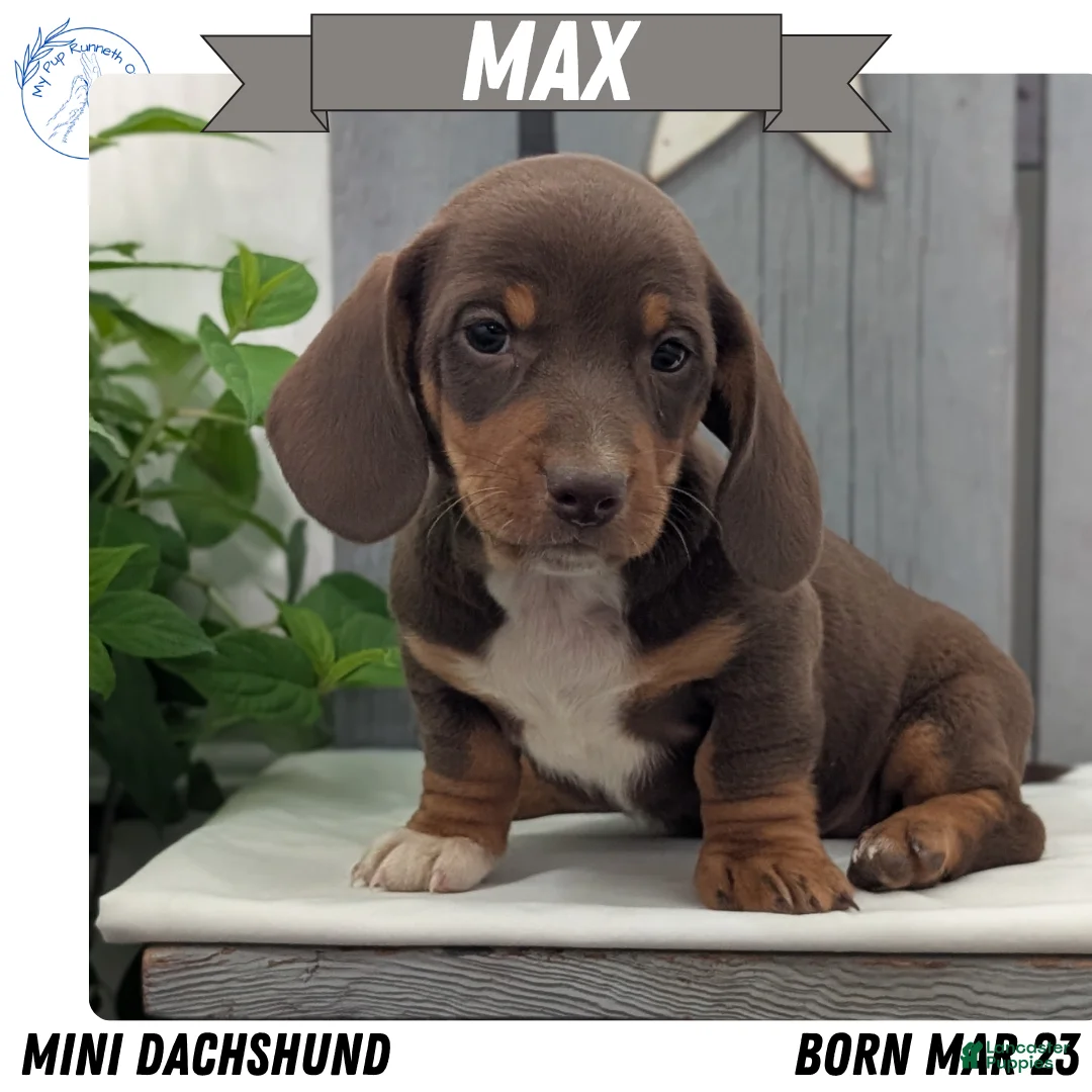 Miniature Dachshund dogs for sale: Max - Ad 1