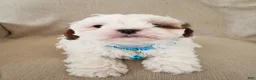 Shihpoo dogs for sale: PEANUT - Ad 5