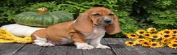 Basset Hound dogs for sale: Lilly - Ad 4