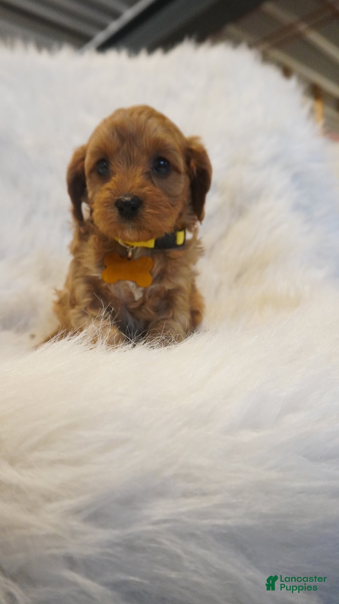Cavapoo dogs for sale: Venus  - Ad 6