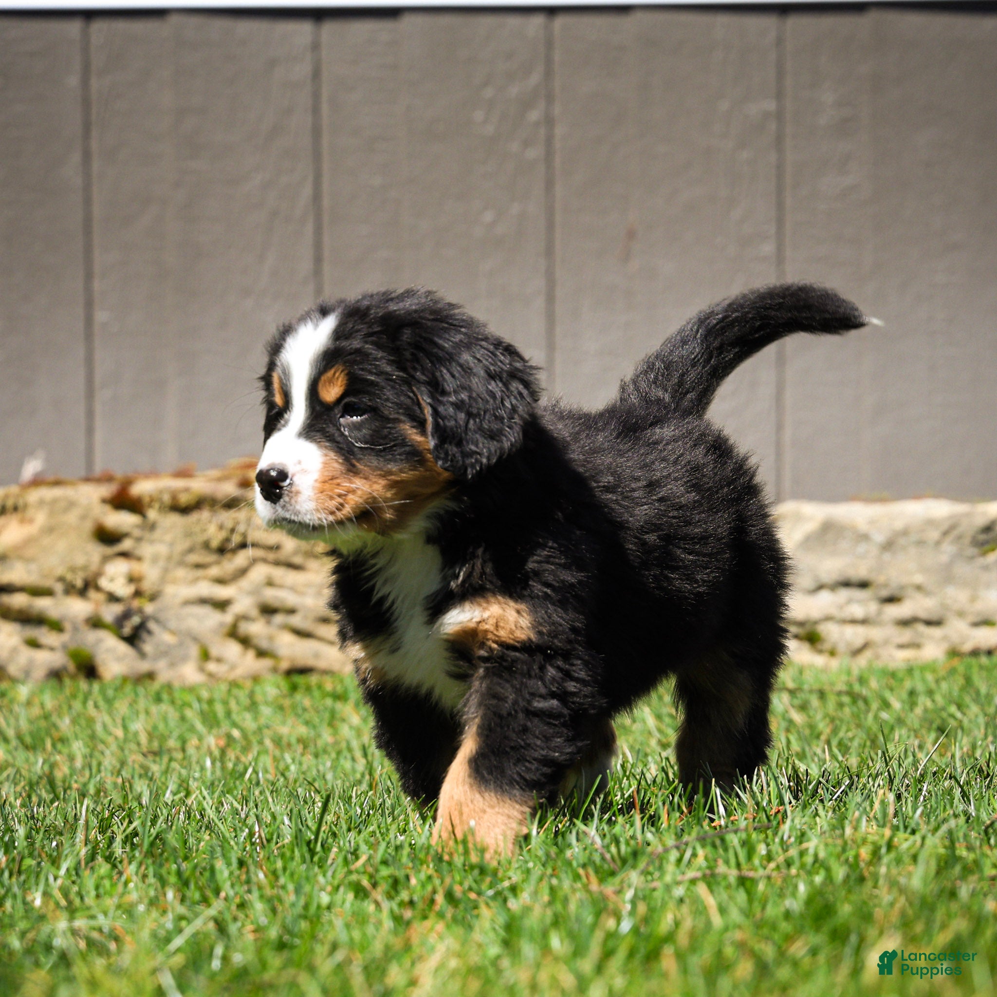 Bernese Mountain Dog dogs Rosie - Ad 2