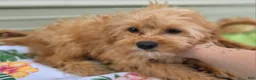 Cavapoo dogs for sale: Miles - Ad 18