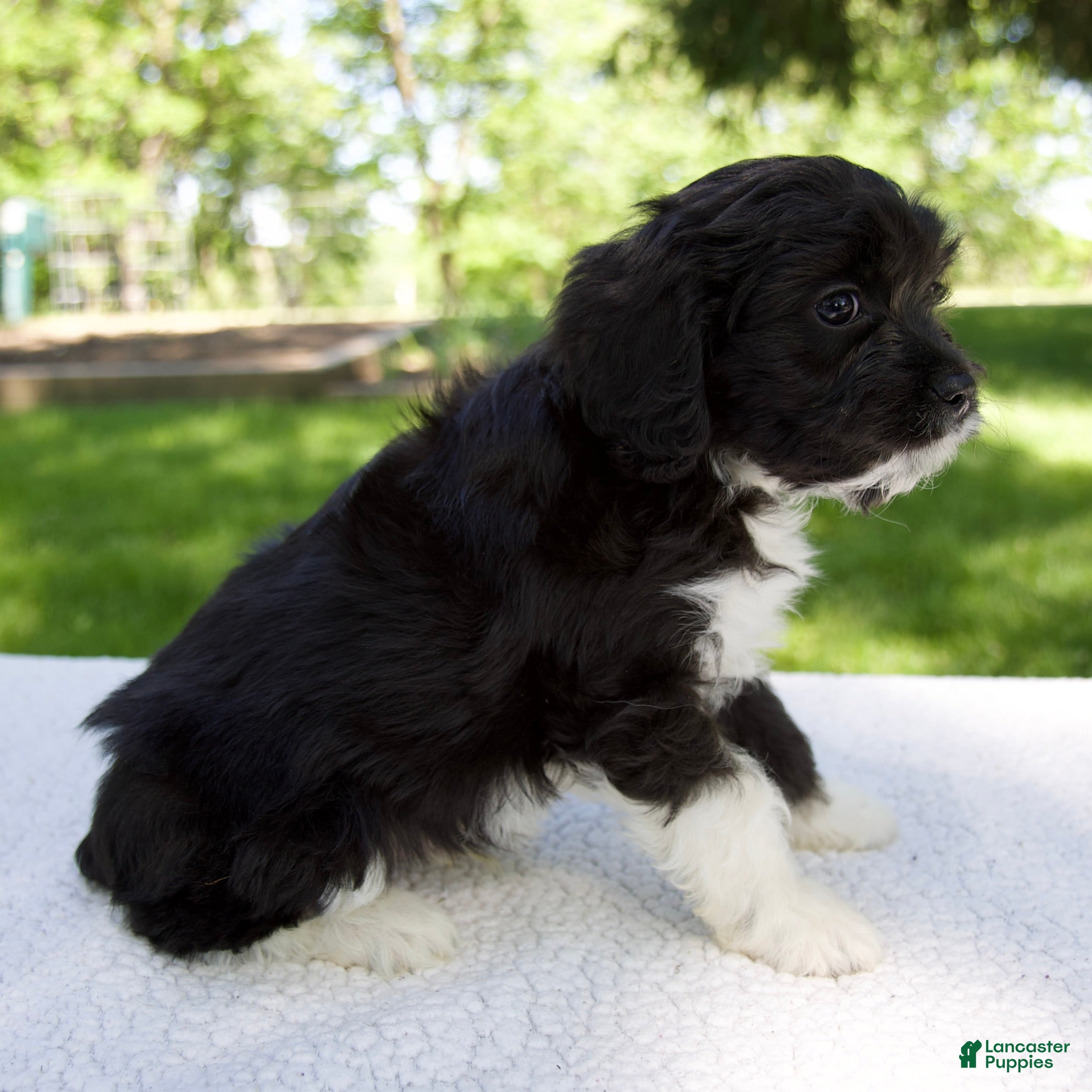 Cavapoo dogs for sale: Enzo - Ad 3
