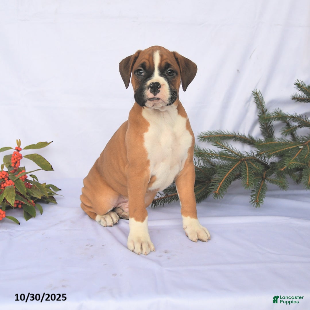 Boxer dogs for sale: Trevor - Ad 2