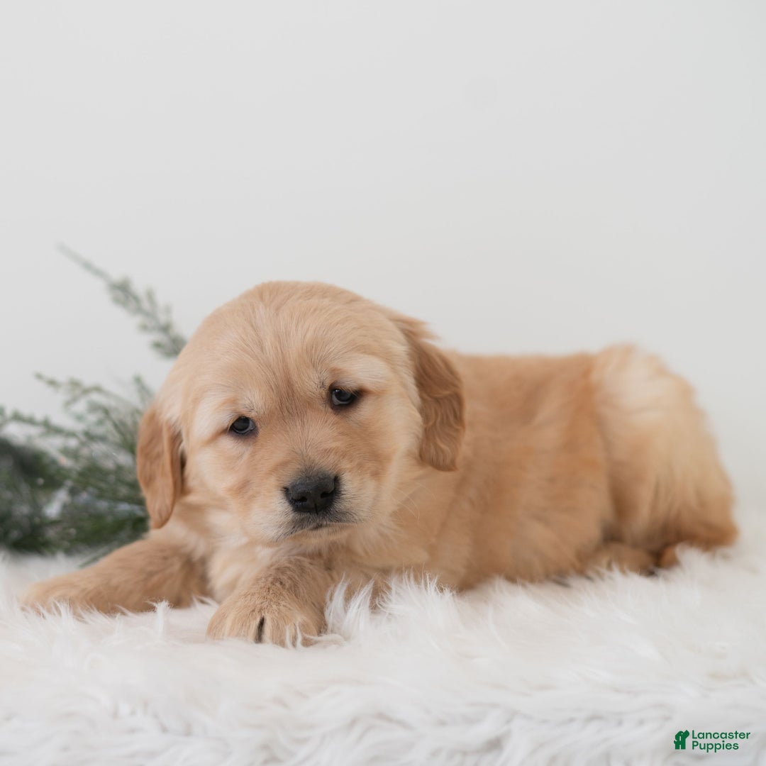 Golden Retriever dogs for sale: Puddles  - Ad 2