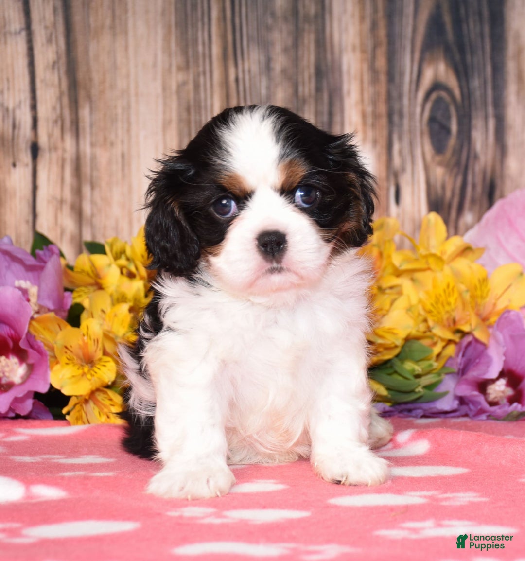 Cavalier King Charles Spaniel dogs for sale: Everest - Ad 11