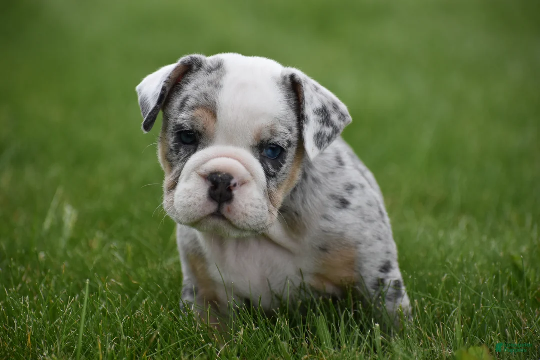 Beabull dogs for sale: Zelda - Ad 2
