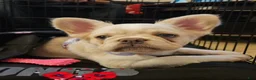 French Bulldog dogs for sale: French Bulldog 1 - Ad 3