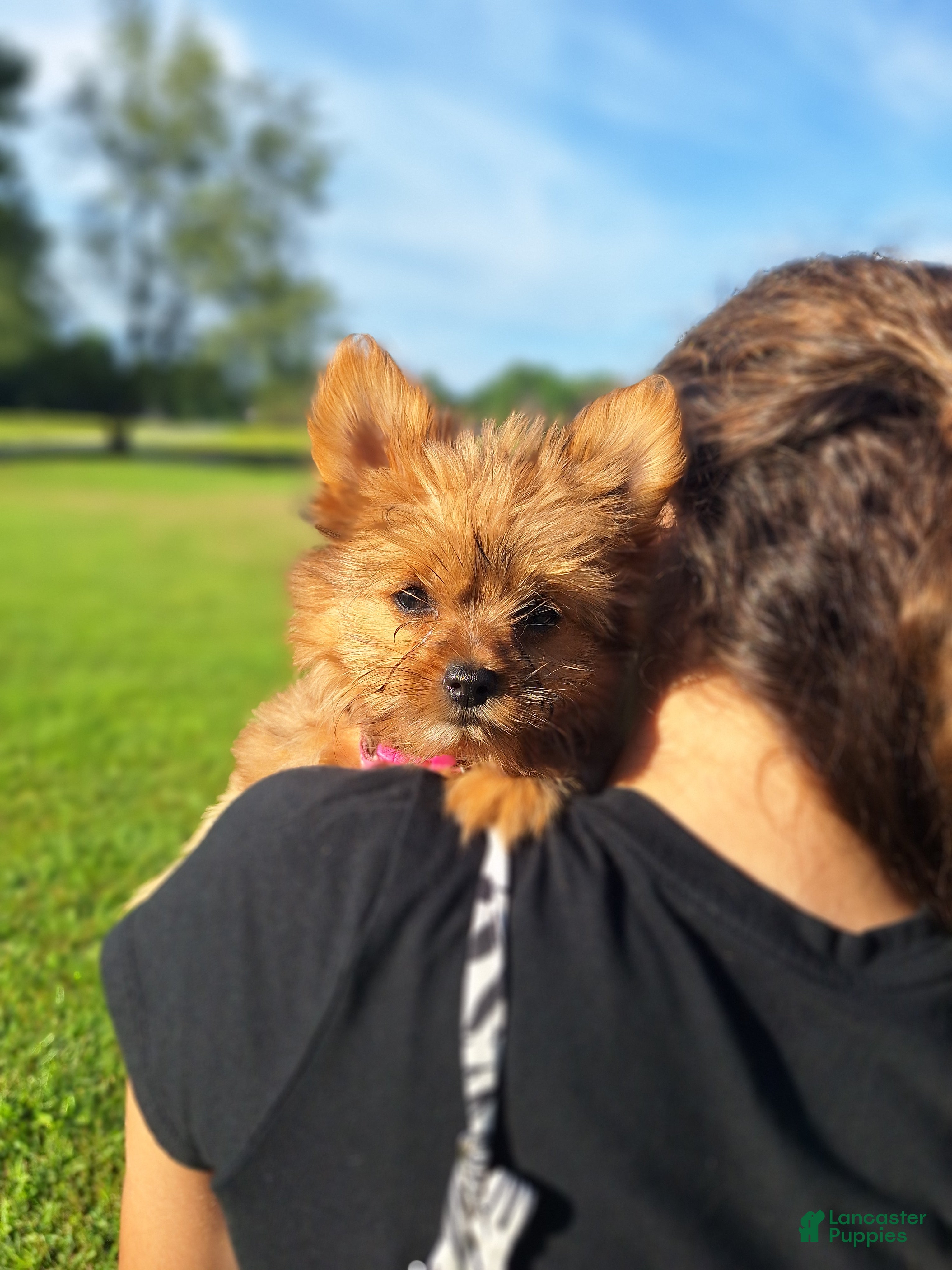 Mixed Breed dogs Teenie - Ad 2