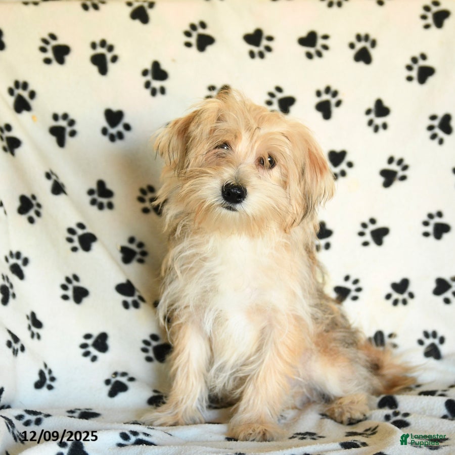 Morkie dogs Vinnie - Ad 11