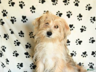 Morkie dogs Vinnie - Ad 5