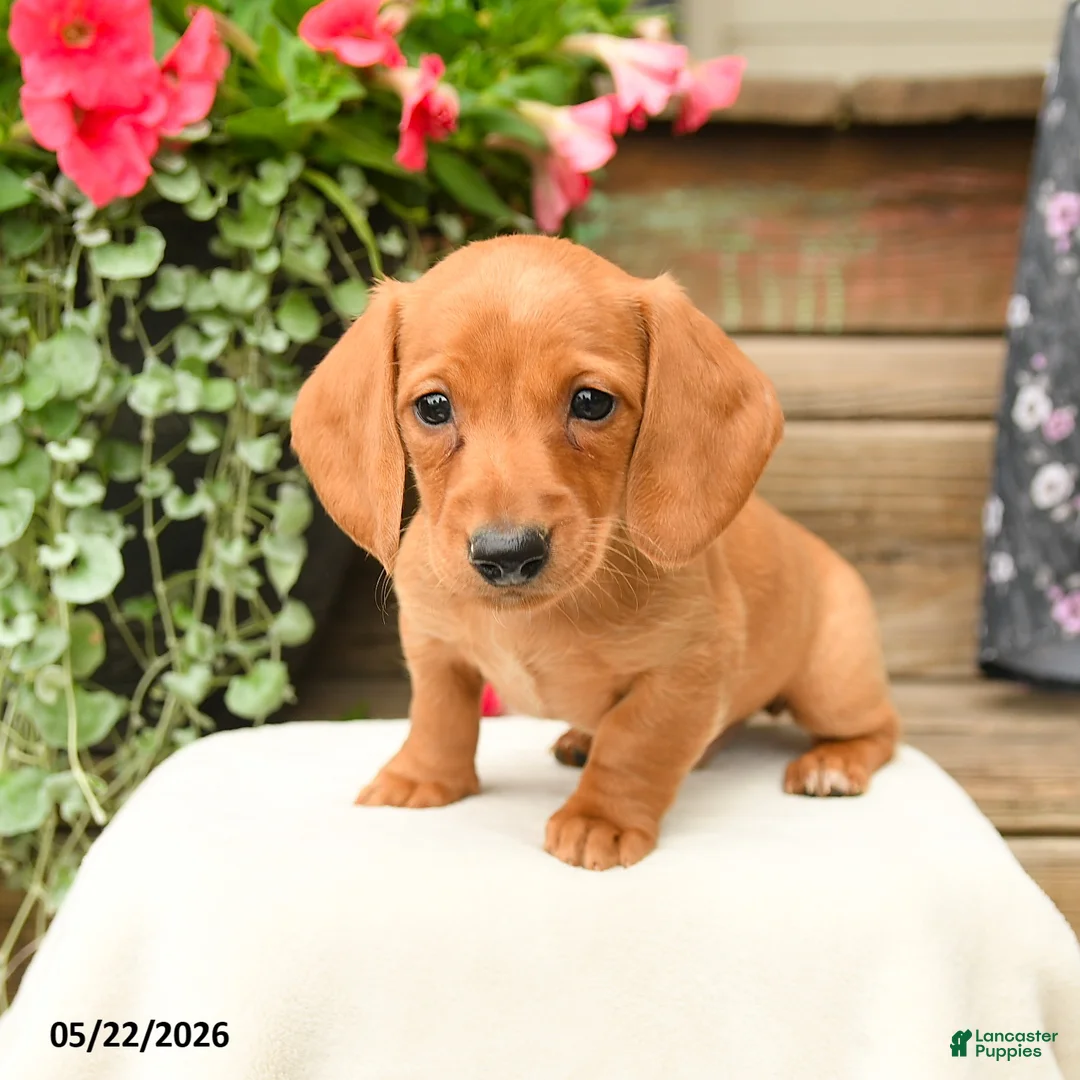 Dachshund dogs for sale: Shane - Ad 2