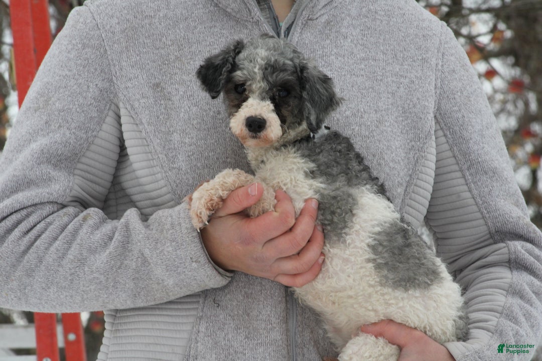 Toy Poodle dogs for sale: Mandy - Ad 1