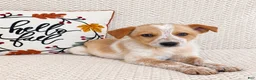 Australian Cattle Dog dogs for sale: Harley - Ad 2