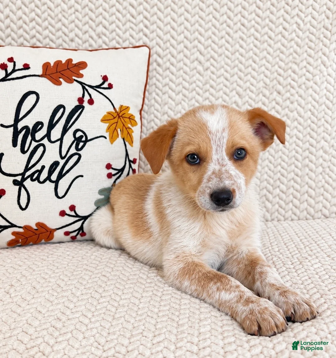 Australian Cattle Dog dogs for sale: Harley - Ad 2