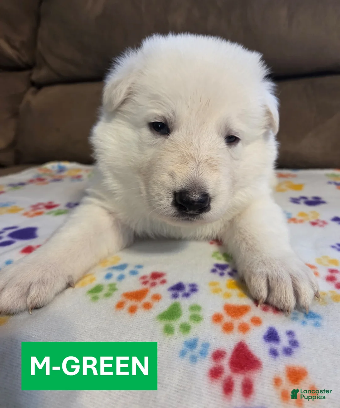 German Shepherd dogs for sale: White German Shepherd Puppy - Green - Ad 1