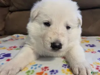 German Shepherd dogs White German Shepherd Puppy - Green - Ad 35