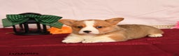 Welsh Corgi Pembroke dogs for sale: Oliver - Ad 2