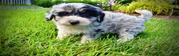 Havapoo dogs for sale: Bluebelle - Ad 11