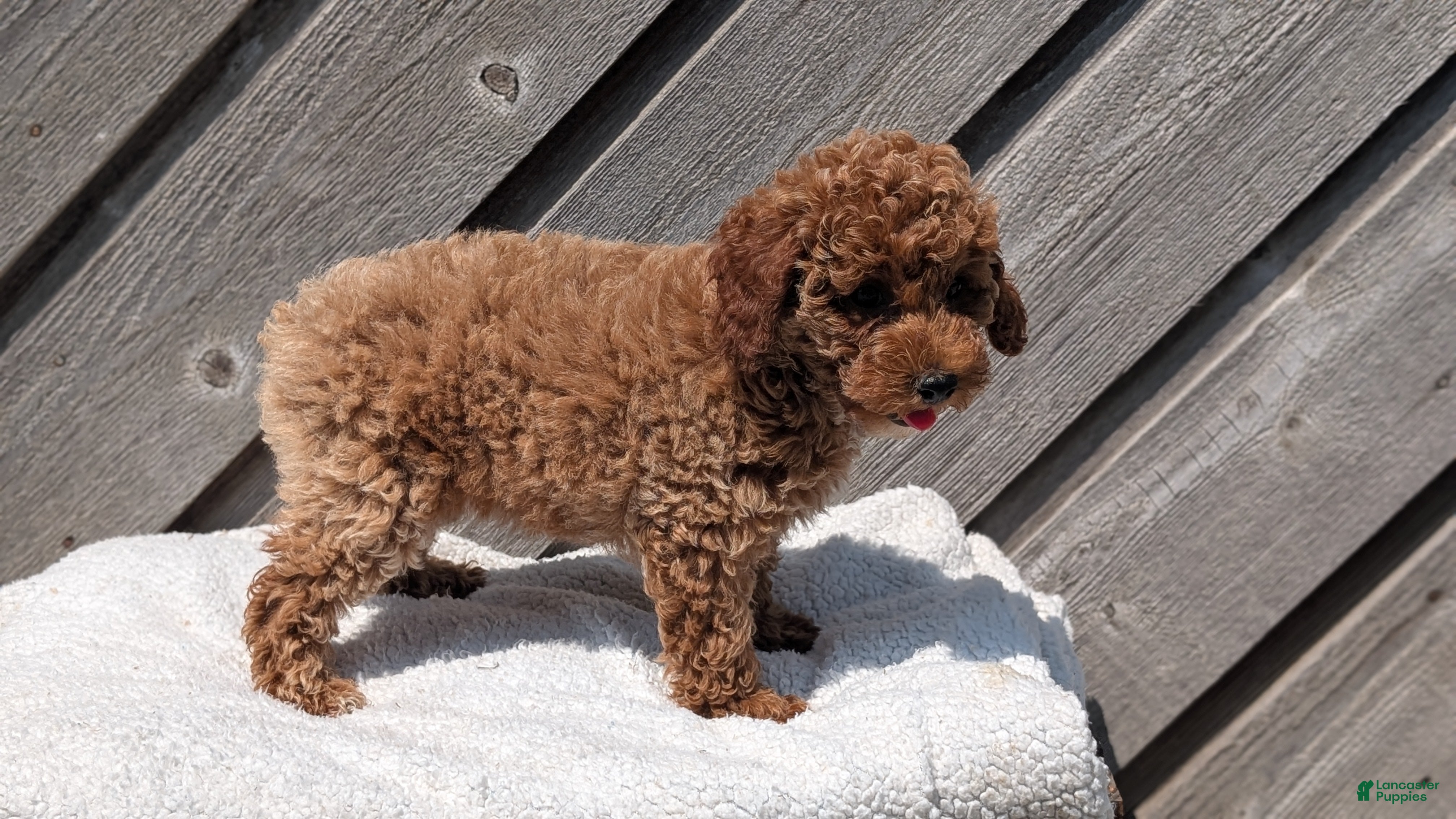 Miniature Poodle dogs Remi - Ad 2