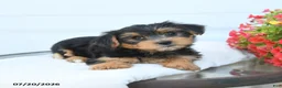 Morkie dogs for sale: Lily - Ad 3