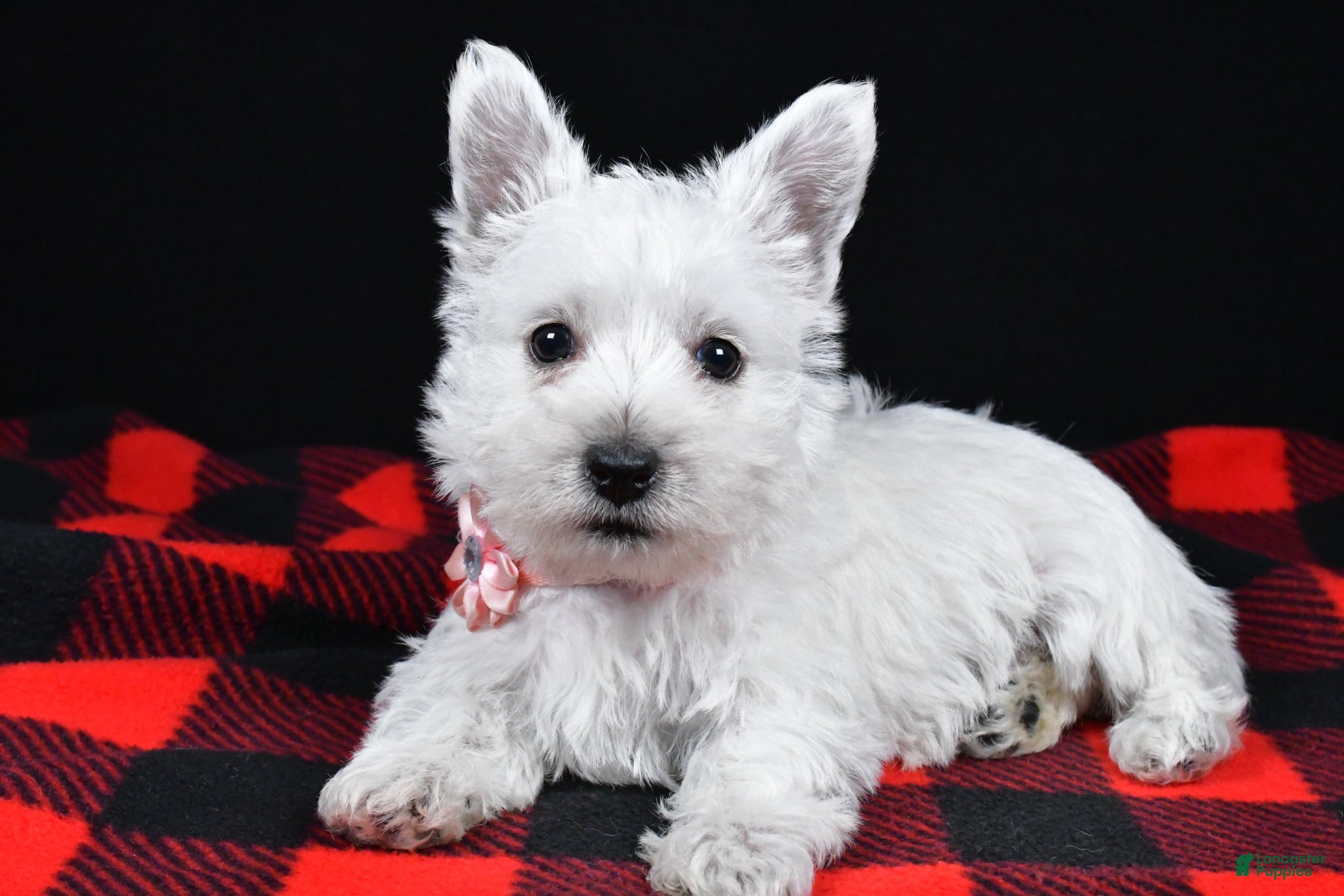 West Highland Terrier dogs Kenzie - Ad 1