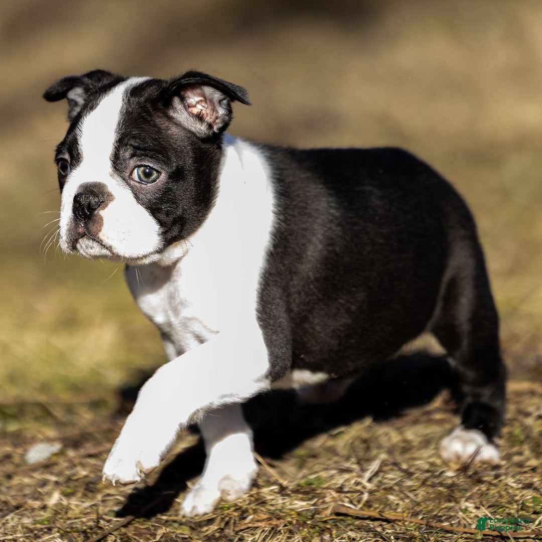 Boston Terrier dogs for sale: Robbie Boston Terrier Puppy  - Ad 4