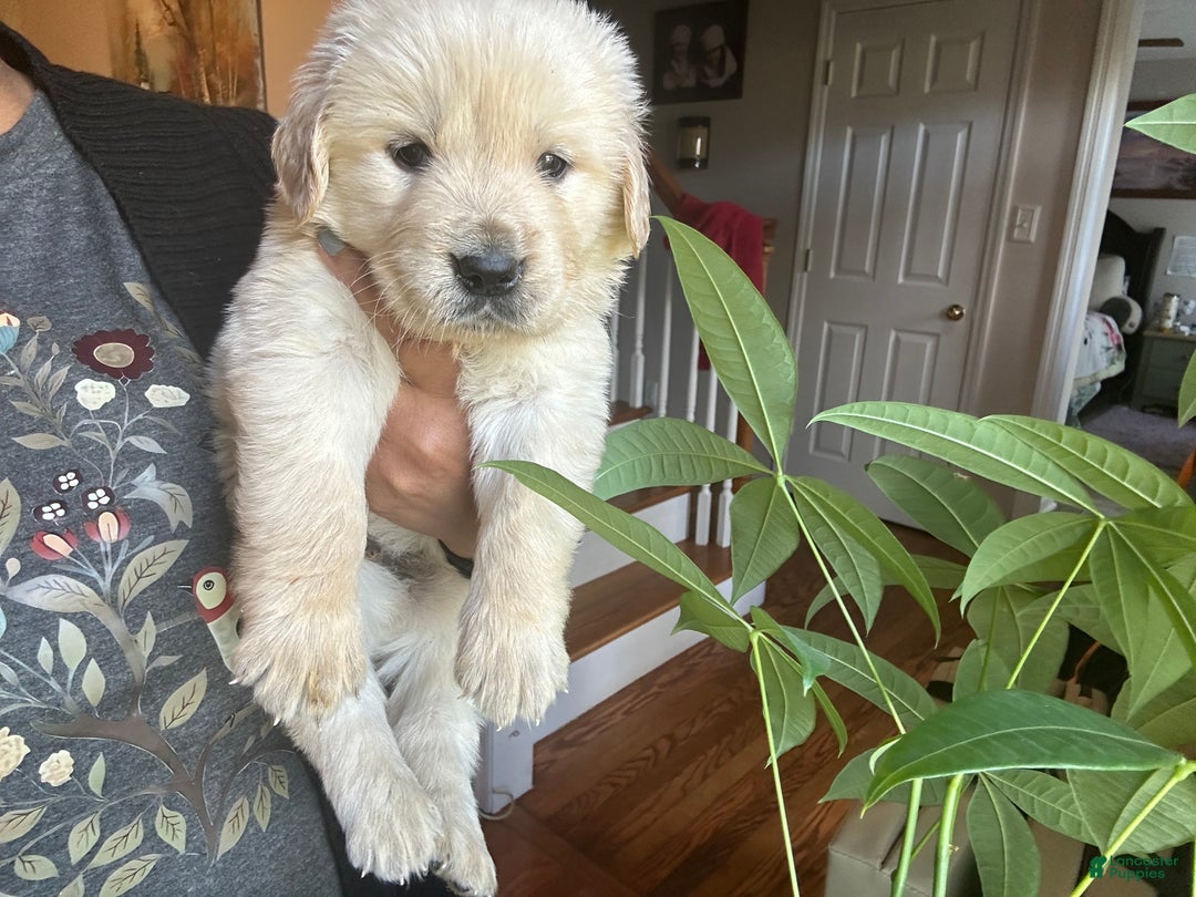 Golden Retriever dogs for sale: Jupiter  - Ad 7