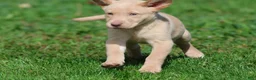 Labrador Retriever dogs for sale: Lemon Tarts - Ad 2