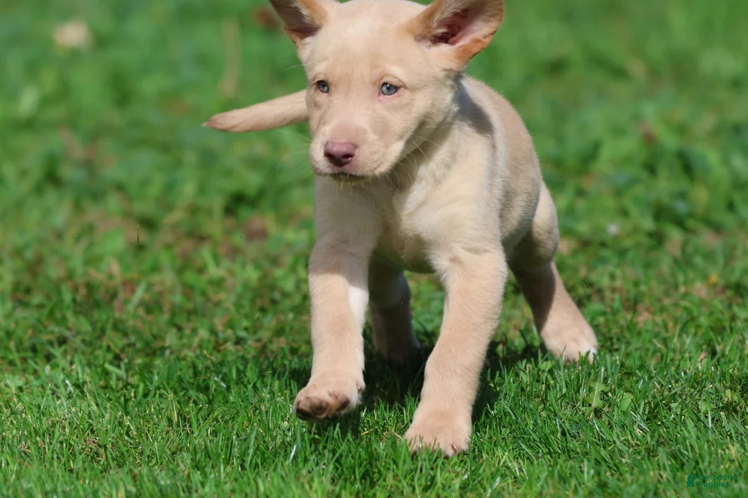 Labrador Retriever dogs for sale: Lemon Tarts - Ad 2
