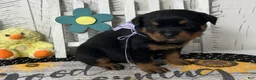 Rottweiler dogs for sale: Dora - Ad 3