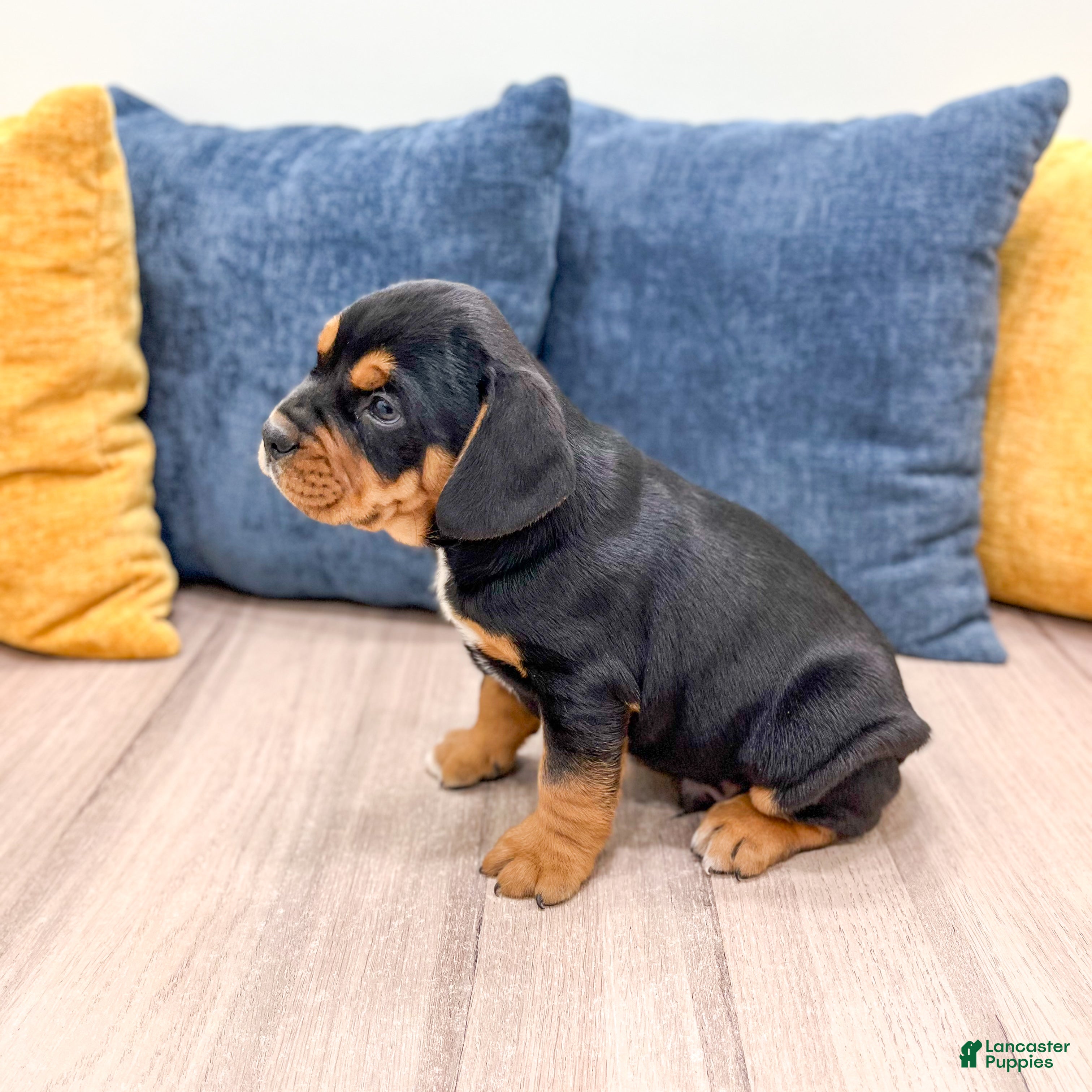 Mixed Breed dogs Gage - Ad 2