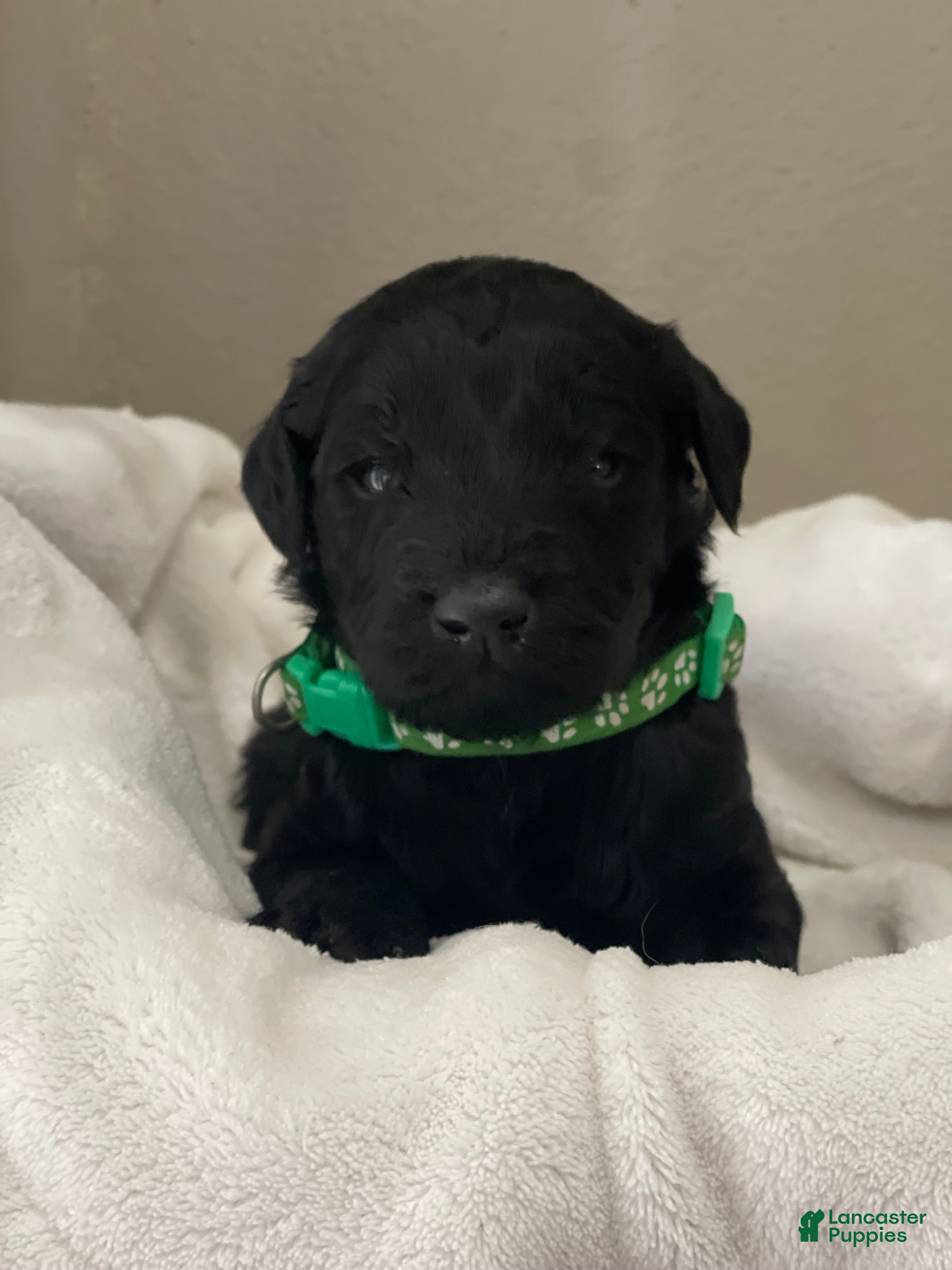 Goldendoodle dogs Green Collar Male - Ad 15