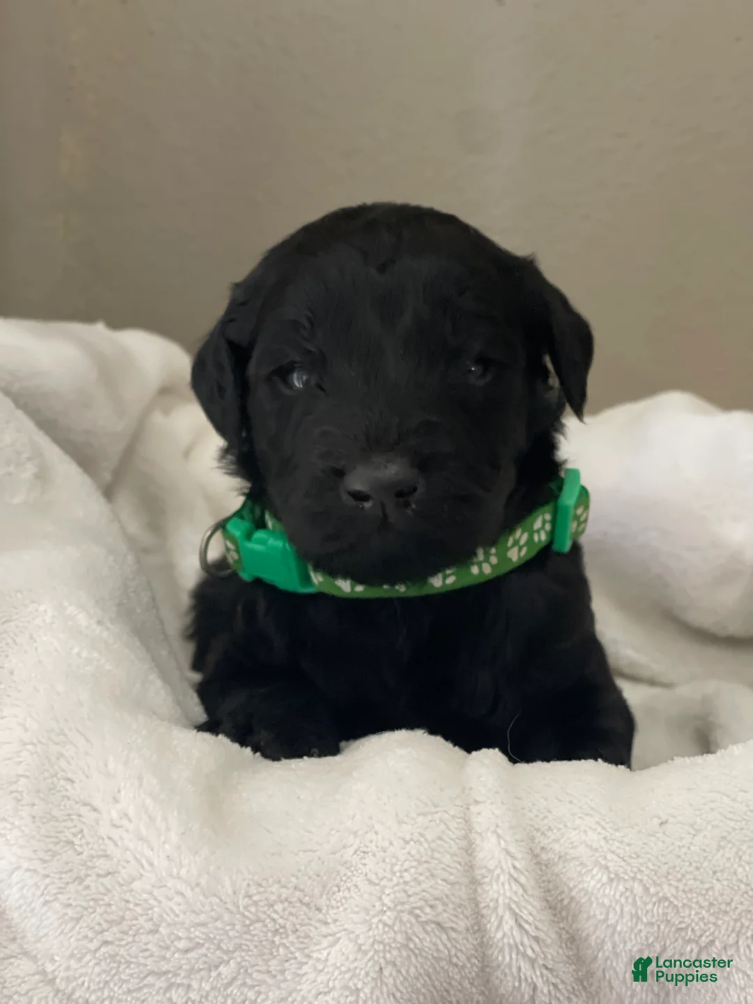Goldendoodle dogs for sale: Green Collar Male - Ad 1