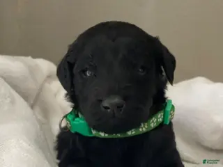 Goldendoodle dogs Green Collar Male - Ad 15