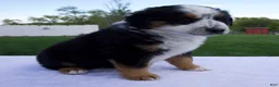 Australian Shepherd dogs for sale: Patrick - Ad 4