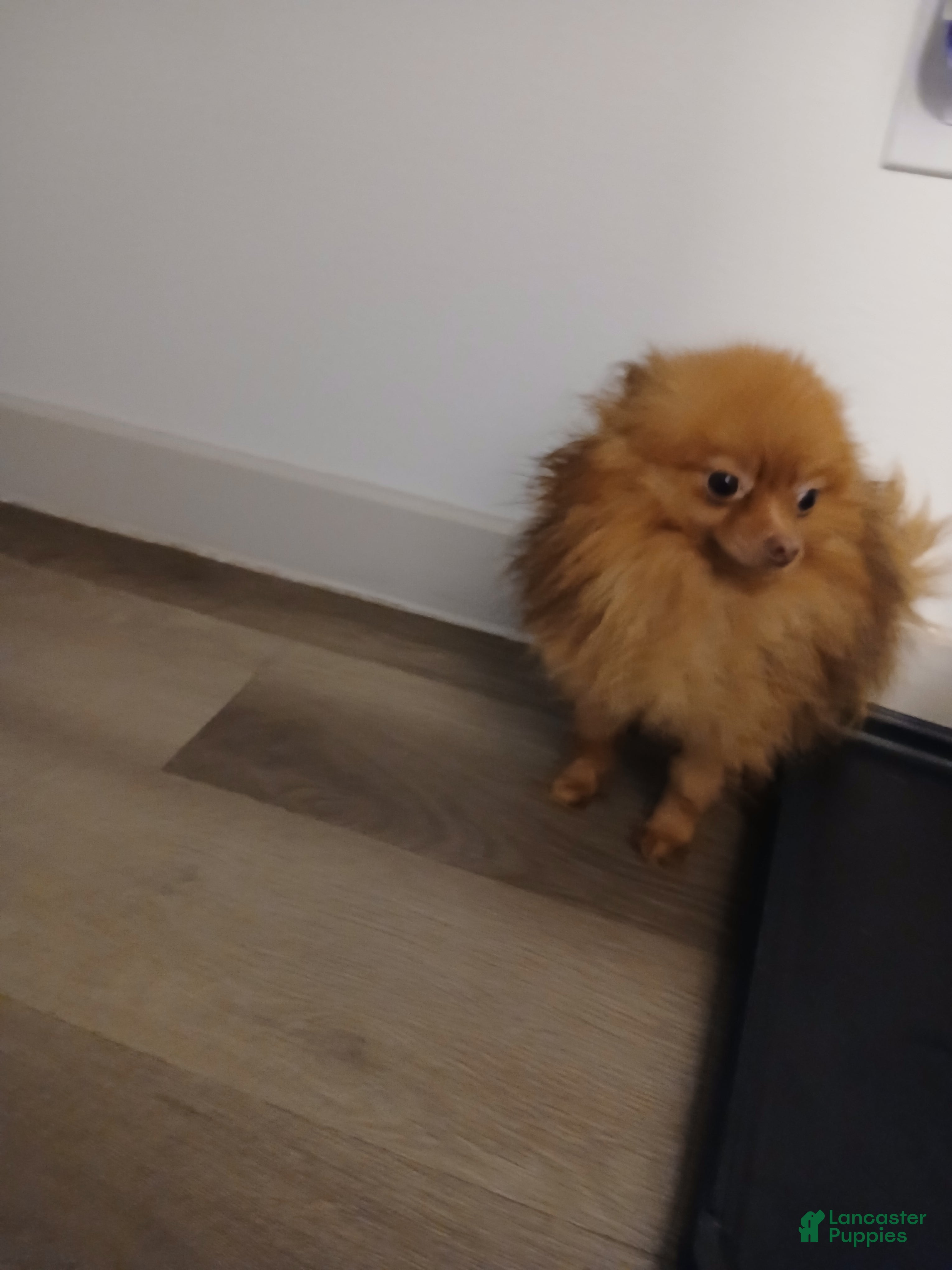 Pomeranian dogs Bear - Ad 2