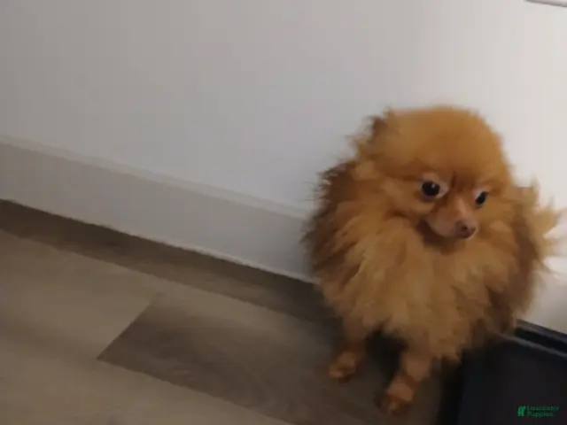 Pomeranian dogs for sale: Bear - Ad 2