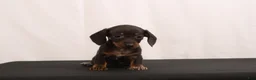 Dachshund dogs for sale: Nancy - Ad 3