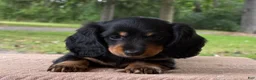 Miniature Dachshund dogs for sale: Holly - Ad 3