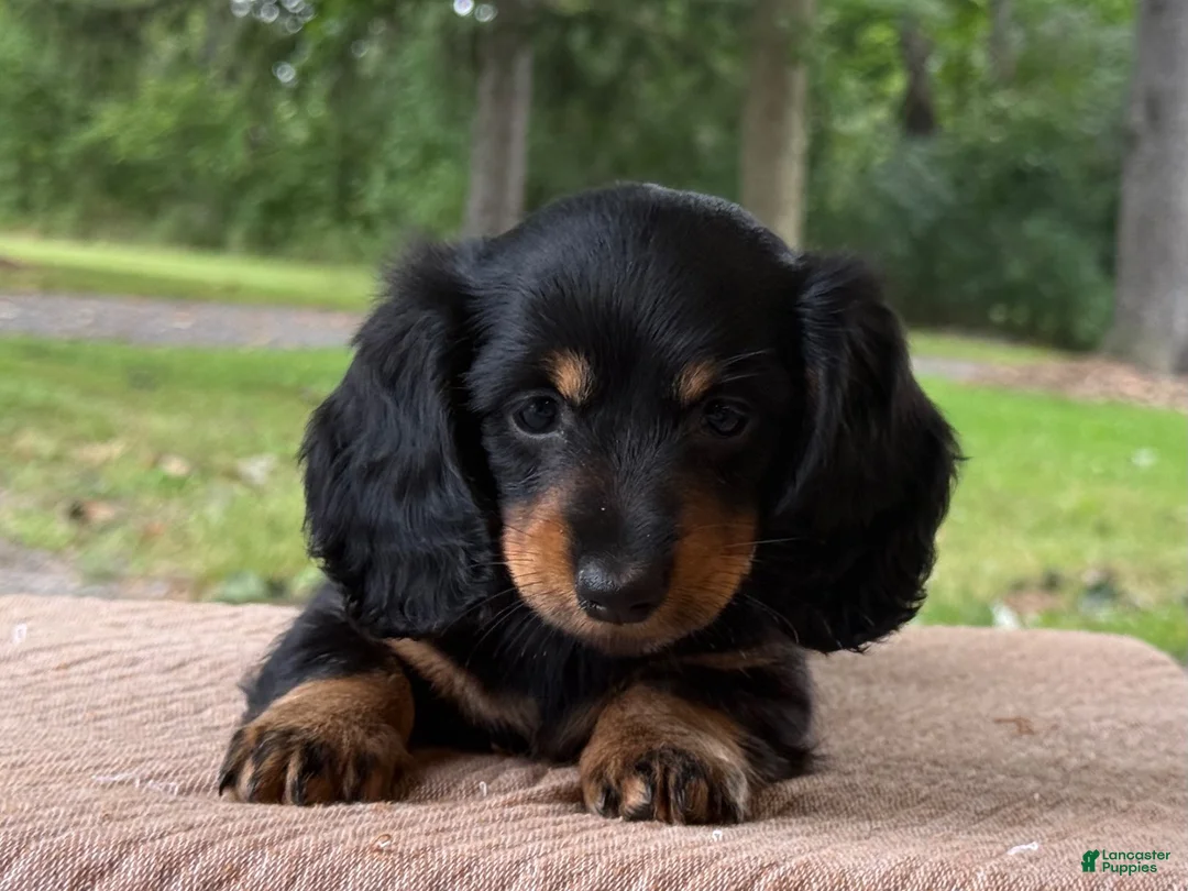 Miniature Dachshund dogs for sale: Holly - Ad 3