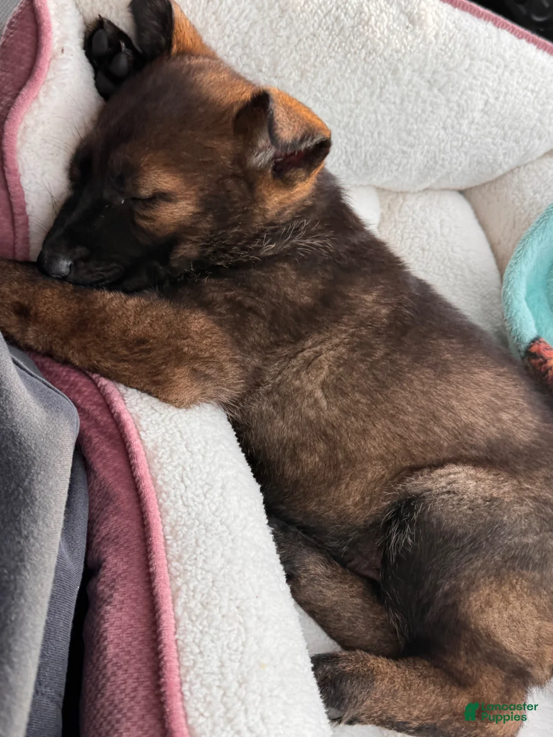 German Shepherd dogs for sale: German Shepherd Puppy 1 - Ad 9
