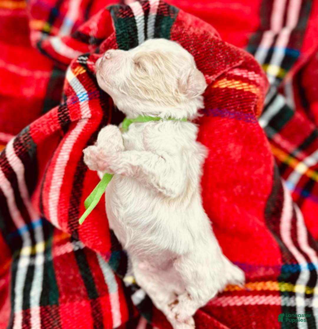 Miniature Poodle dogs for sale: Ringo Starr - Ad 3