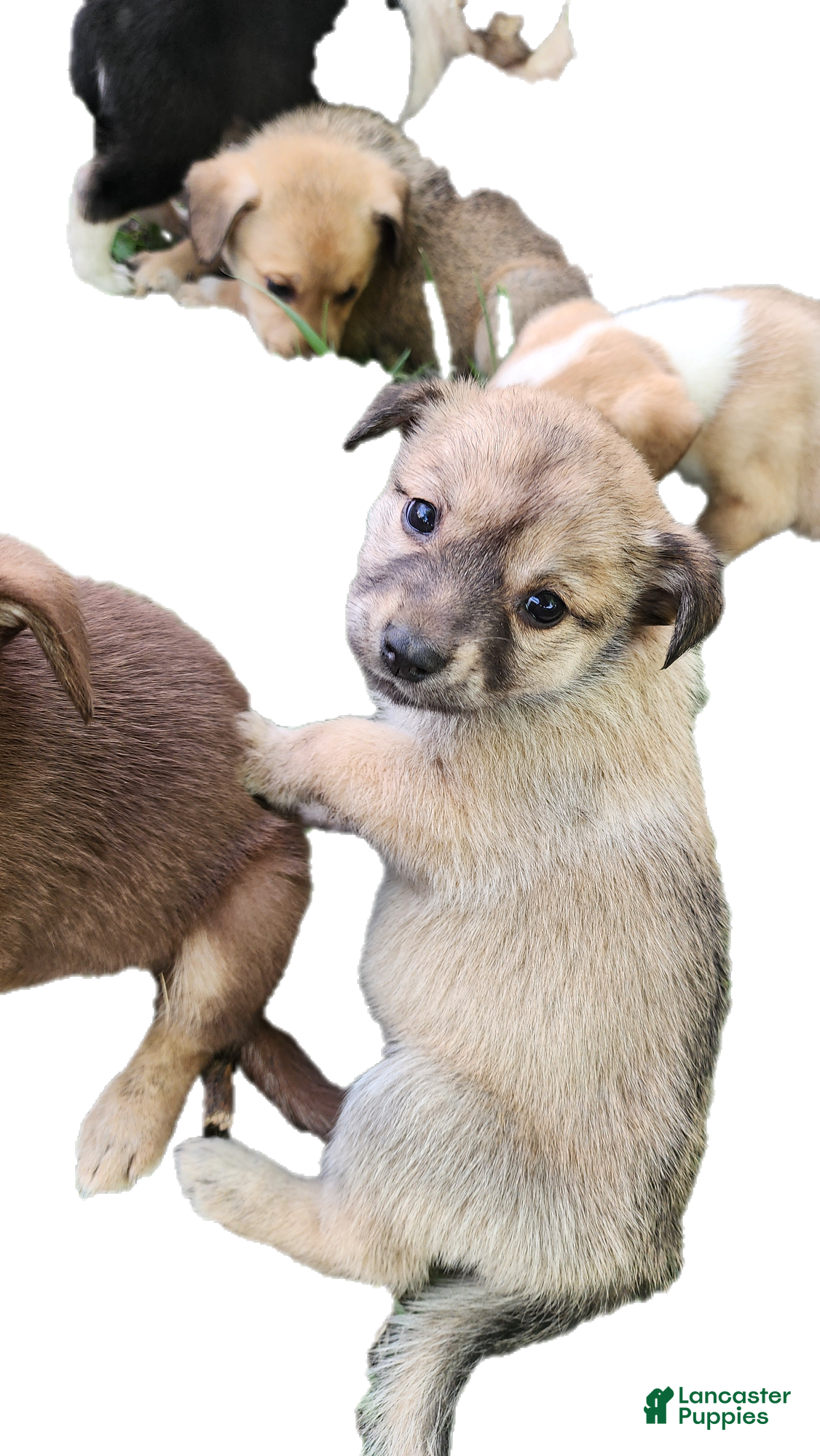 Mixed Breed dogs for sale: Light Brown Girl - Ad 2