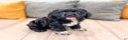 Cocker Spaniel dogs for sale: Elsa - Ad 3