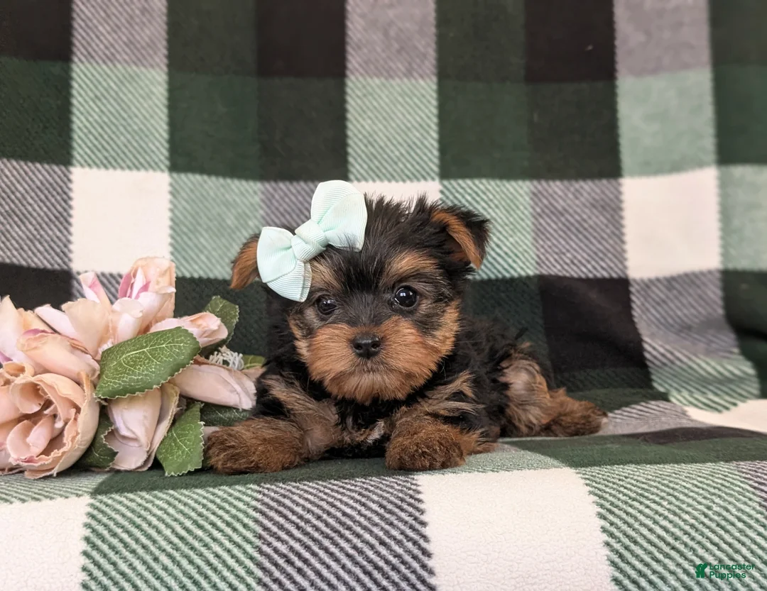 Yorkshire Terrier dogs for sale: Lisette 7 lbs Full Grown - Ad 6